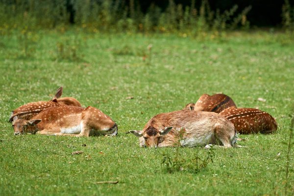 C. capreolus, Neuss (DE) -- 2022 -- 0005