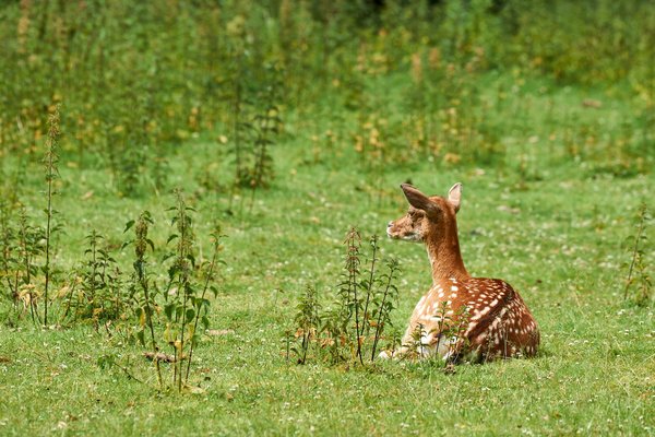 C. capreolus, Neuss (DE) -- 2022 -- 0009