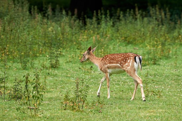 C. capreolus, Neuss (DE) -- 2022 -- 0024