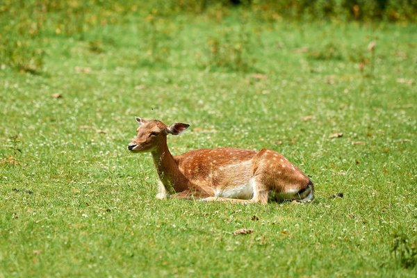 C. capreolus, Neuss (DE) -- 2022 -- 0046