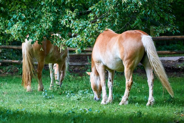 Equus ferus caballus, Neuss (DE) -- 2022 -- 0145