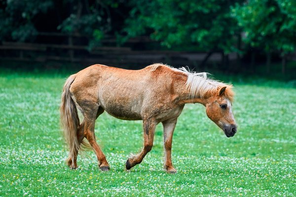 Equus ferus caballus, Neuss (DE) -- 2022 -- 0151