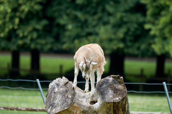 Capra aegagrus hircus, Neuss (DE) -- 2022 -- 0173