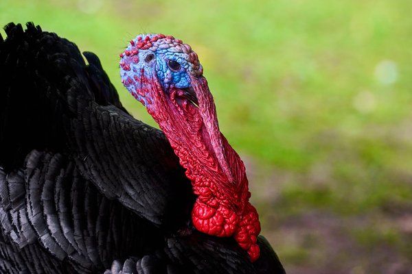Meleagris gallopavo domesticus, Neuss (DE) -- 2022 -- 0240