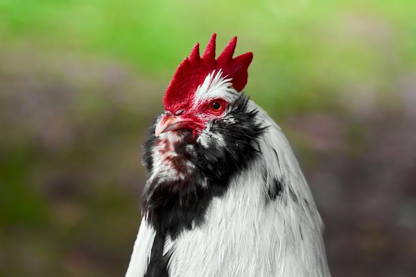 G. gallus domesticus, Neuss (DE) -- 2022 -- 0248