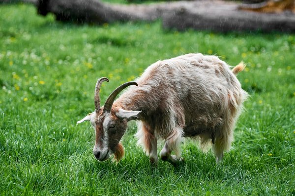 Capra aegagrus hircus, Neuss (DE) -- 2022 -- 0290