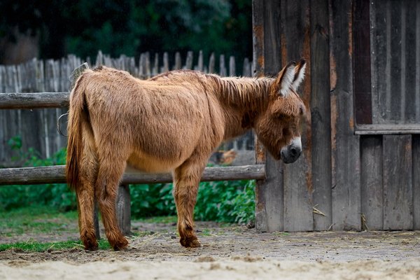 Equus a. asinus, Neuss (DE) -- 2022 -- 0298