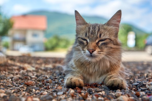 Felis catus, Gračac (HR) -- 2022 -- 0001