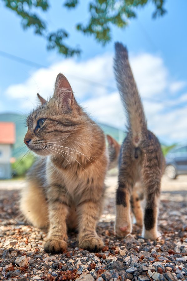 Felis catus, Gračac (HR) -- 2022 -- 0010