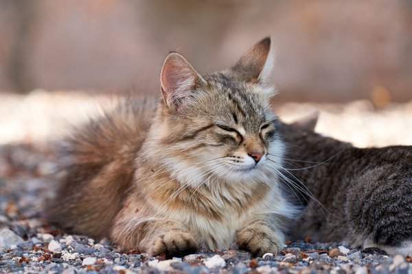 Felis catus, Gračac (HR) -- 2022 -- 0024