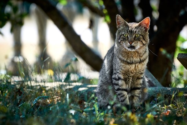 Felis catus, Gračac (HR) -- 2022 -- 0025