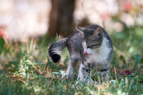 Felis catus, Gračac (HR) -- 2022 -- 0028