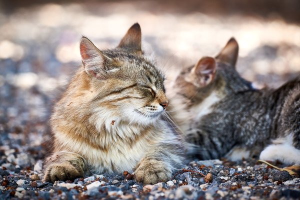 Felis catus, Gračac (HR) -- 2022 -- 0030