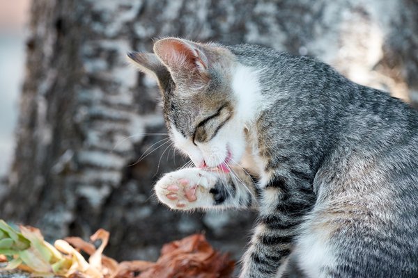 Felis catus, Gračac (HR) -- 2022 -- 0003