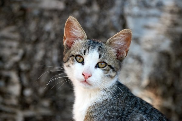 Felis catus, Gračac (HR) -- 2022 -- 0012