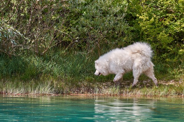 Canis lupus familiaris, Cetina (HR) -- 2022 -- 0120