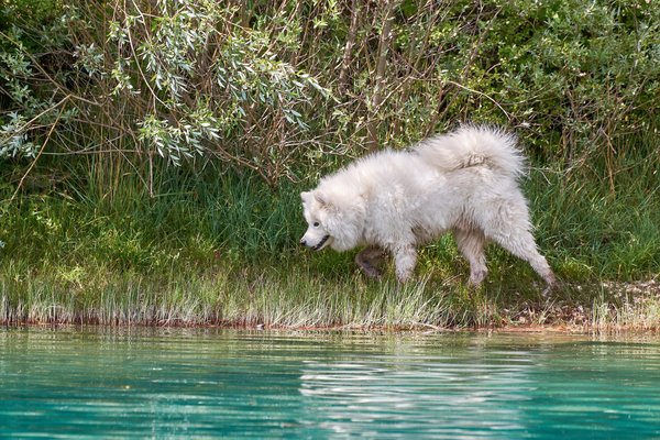 Canis lupus familiaris, Cetina (HR) -- 2022 -- 0121