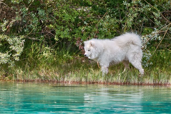 Canis lupus familiaris, Cetina (HR) -- 2022 -- 0123