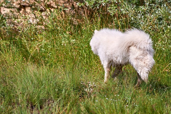 Canis lupus familiaris, Cetina (HR) -- 2022 -- 0134