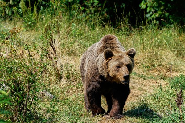 Ursus arctos, Kuterevo (HR) -- 2022 -- 0360