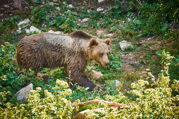 Ursus arctos, Kuterevo (HR) -- 2022 -- 0547