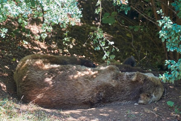 Ursus arctos, Kuterevo (HR) -- 2022 -- 0030