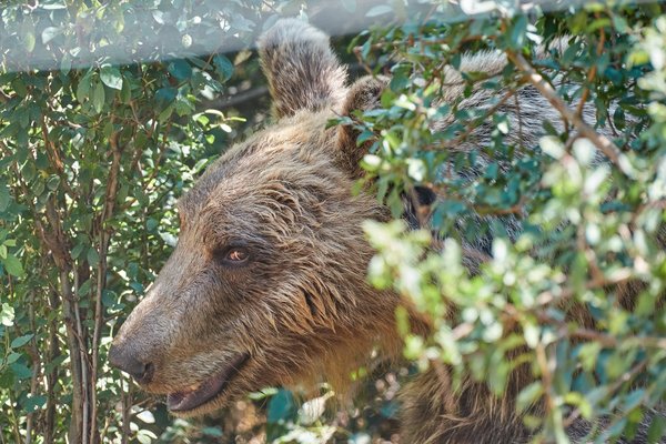 Ursus arctos, Kuterevo (HR) -- 2022 -- 0035