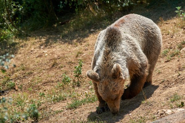 Ursus arctos, Kuterevo (HR) -- 2022 -- 0076