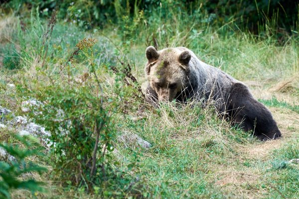 Ursus arctos, Kuterevo (HR) -- 2022 -- 0287