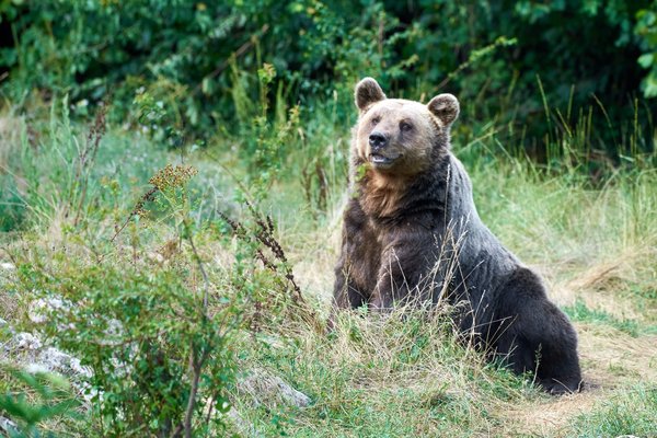 Ursus arctos, Kuterevo (HR) -- 2022 -- 0295