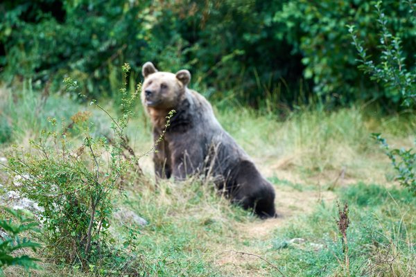 Ursus arctos, Kuterevo (HR) -- 2022 -- 0296
