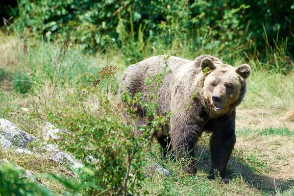 Ursus arctos, Kuterevo (HR) -- 2022 -- 0339