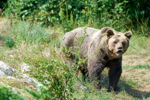 Ursus arctos, Kuterevo (HR) -- 2022 -- 0346