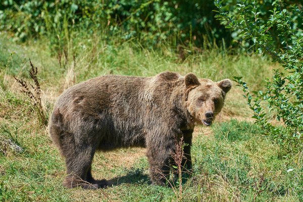 Ursus arctos, Kuterevo (HR) -- 2022 -- 0399