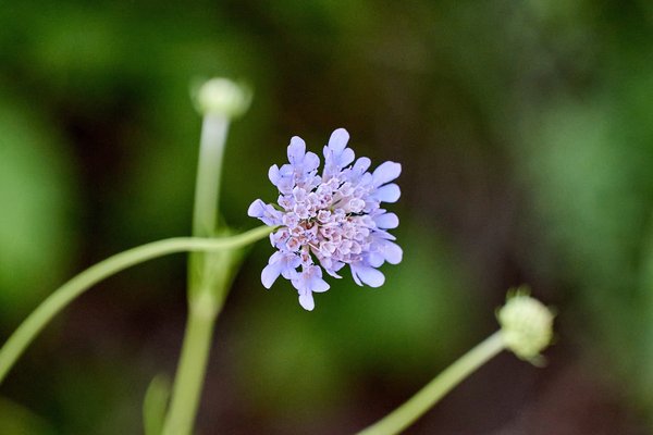 Scabiosa triandra, Kuterevo (HR) -- 2022 -- 0453