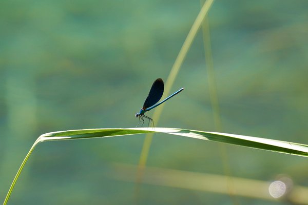 Calopteryx virgo, Lika-Senj (HR) -- 2022 -- 0078