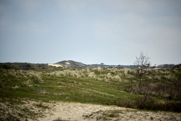 Renesse (NL), Dünenlandschaft -- 2023 -- 0016