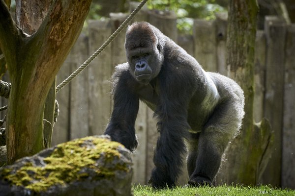 G. g. gorilla, Duisburg (DE) -- 2023 -- 0062