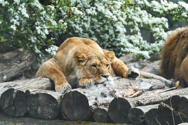 Panthera leo, Duisburg (DE) -- 2023 -- 0181