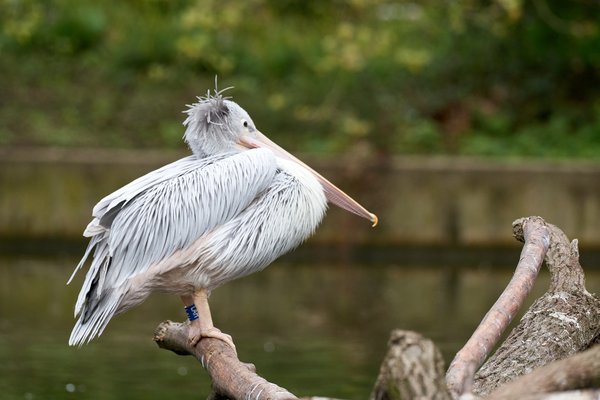 Pelecanus rufescens, Duisburg (DE) -- 2023 -- 0001