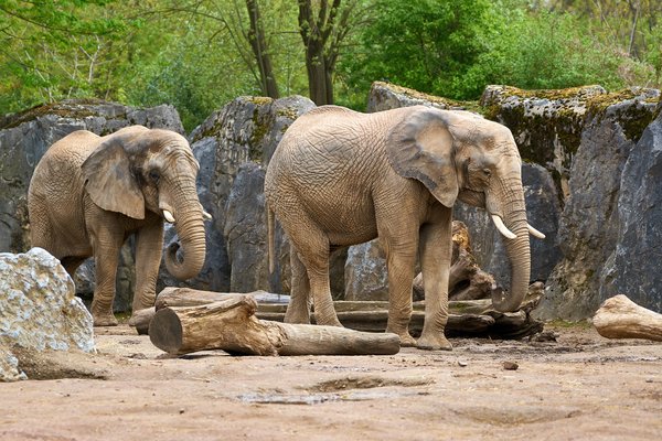 Loxodonta africana, Duisburg (DE) -- 2023 -- 0019