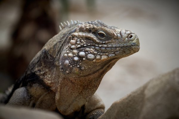 I. iguana, Duisburg (DE) -- 2023 -- 0037