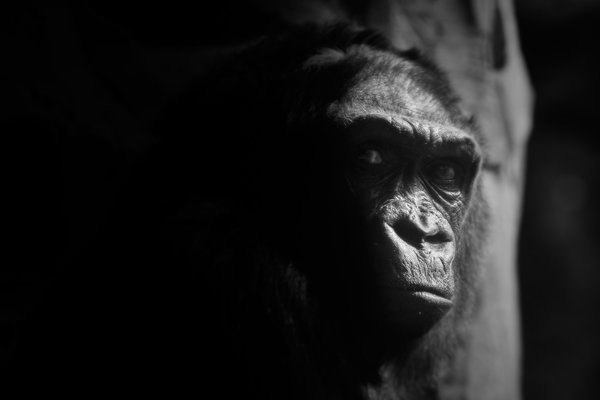 G. g. gorilla, Duisburg (DE) -- 2023 -- 0068