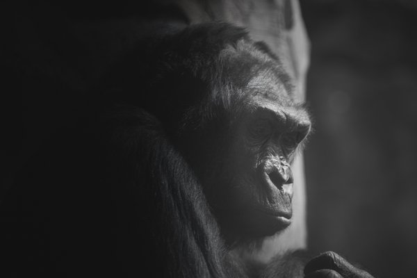G. g. gorilla, Duisburg (DE) -- 2023 -- 0070
