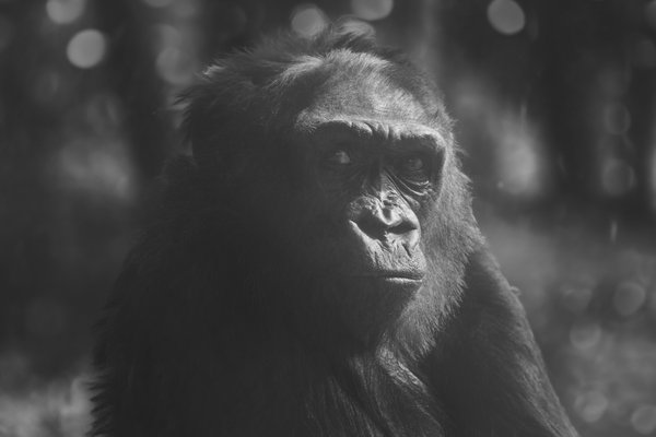G. g. gorilla, Duisburg (DE) -- 2023 -- 0073
