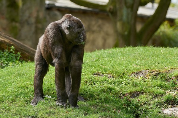 G. g. gorilla, Duisburg (DE) -- 2023 -- 0086