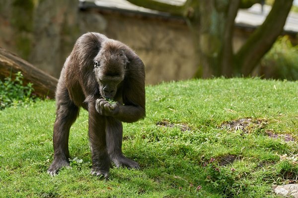 G. g. gorilla, Duisburg (DE) -- 2023 -- 0087