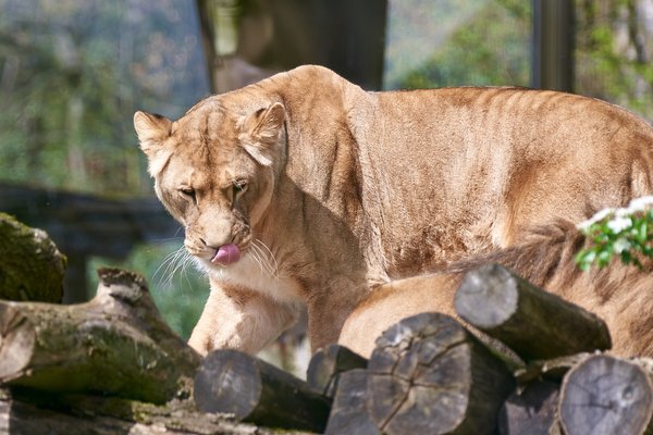 Panthera leo, Duisburg (DE) -- 2023 -- 0146