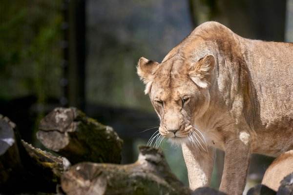 Panthera leo, Duisburg (DE) -- 2023 -- 0148