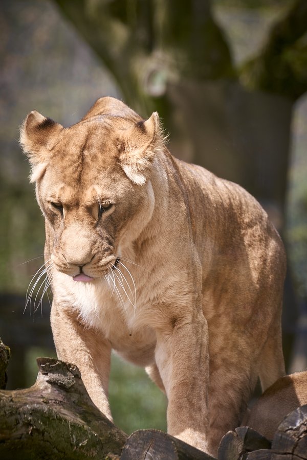Panthera leo, Duisburg (DE) -- 2023 -- 0156
